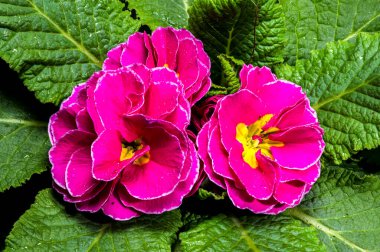 Su damlacıklarıyla kaplanmış kırmızı yapraklı ve yeşil yapraklı primula çiçekleri, yeşil arka planda.