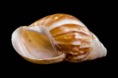 Dev bir Afrika salyangozu olan Lissachatina Fulica 'nın yakın plan resmi, ayrıntılı kabuk şekillerini gözler önüne seriyor.