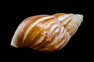 Dev bir Afrika salyangozu olan Lissachatina Fulica 'nın yakın plan resmi, ayrıntılı kabuk şekillerini gözler önüne seriyor.