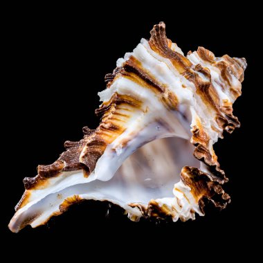 Muricidae familyasından bir salyangoz kabuğunun yakın plan görüntüsü, dikenli dokusunu ve çizgili desenini siyah bir arka plana karşı vurguluyor.