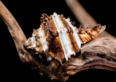 Bir Hindiba Murex salyangoz kabuğuna yakın çekim, Muricidae ailesi, engebeli dalların üzerinde dinleniyor, dikenli dokusunu ve çizgili desenini siyah bir arkaplana vurguluyor.