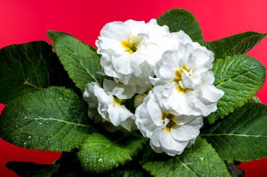 Kırmızı bir zemin üzerine kurulmuş, dallı yapraklı ve yeşil yapraklı beyaz primula çiçeklerine yakın plan.