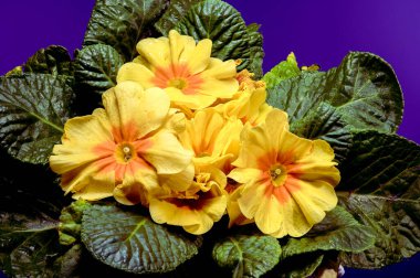 Turuncu merkezli ve yeşil yapraklı sarı primula çiçeklerine yakın plan, mavi arka plan üzerine kurulmuş.