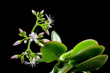 Close-up of a green succulent plant with budding white flowers on a black background clipart