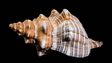 Pleuroploca trapezium deniz kabuğunun yakın çekimi, aynı zamanda trapezium at kabuğu olarak da bilinir, siyah arka planda, desenli sırtlarını ve çizgili desenlerini vurgular.