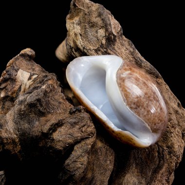 Close-up of a Bulla quoyii, also known as the brown bubble snail, resting on textured driftwood against a black background. The smooth, glossy shell contrasts with the rough, weathered wood clipart