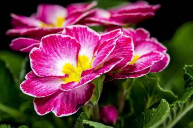 Sarı merkezli, yeşil yapraklı ve su damlacıklarıyla kaplı pembe primula çiçeklerine yakın plan.