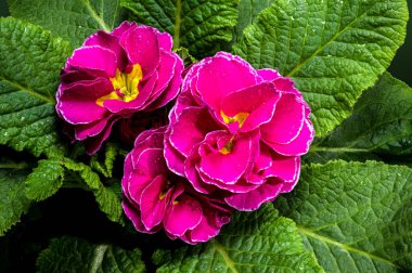 Su damlacıklarıyla kaplanmış kırmızı yapraklı ve yeşil yapraklı primula çiçekleri, yeşil arka planda.