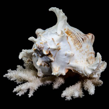 Chicoreus ramosus, yaygın olarak Ramose murex kabuğu olarak bilinir, siyah arka planda beyaz mercanlarda sergilenir.