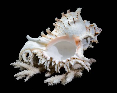 Chicoreus ramosus, yaygın olarak Ramose murex kabuğu olarak bilinir, siyah arka planda beyaz mercanlarda sergilenir.