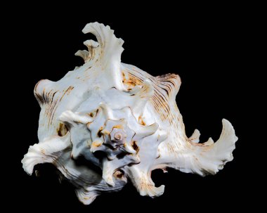 Chicoreus ramosus, commonly known as the ramose murex shell  against a black background clipart