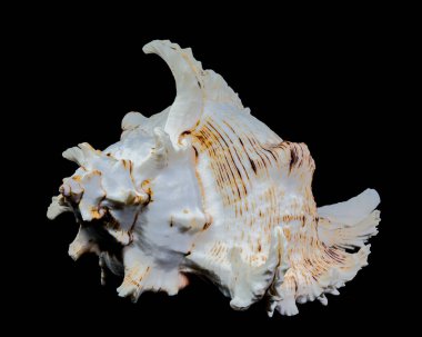 Chicoreus ramosus, yaygın olarak Ramose murex kabuğu olarak bilinir.