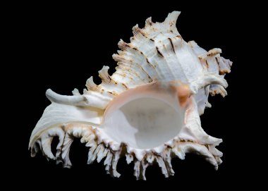 Chicoreus ramosus, yaygın olarak Ramose murex kabuğu olarak bilinir.