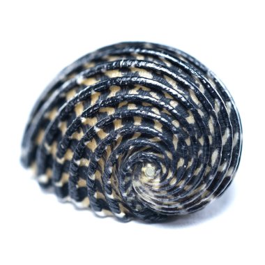 Karmaşık siyah ve sarı spiral desenli, beyaz bir arka planda izole Neritodryas kornea kabuğunun detaylı makro görüntüsü. Deniz biyolojisi ve doğal sanat projeleri için ideal.