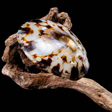 Detaylı bir Shield Limpet Shell veya Lottia peltası karakteristik şekli ile bir tahta parçasının üzerinde duruyor. Deniz ve doğa temalı tasarımlar için ideal. 