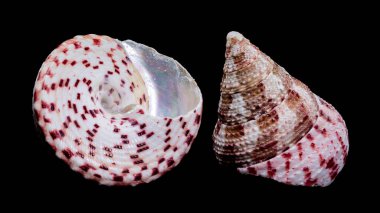 Trochus subincarnatus kabuğunun detaylı yakın plan fotoğrafı. Karmaşık desenlerini ve dokularını gösteriyor. Eğitim ve bilimsel kullanım için ideal