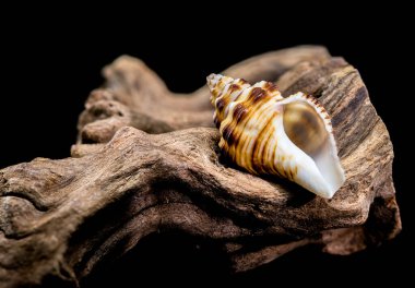 Bir Gyrineum Gyrinum kabuğunun süzülen dallarda çekilmiş yakın plan fotoğrafı. Doğa ve deniz temalı projeler için ideal 