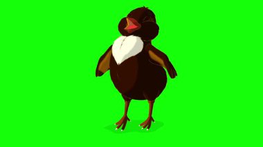 Siyah tavuk. El yapımı 2D animasyon HD görüntüler yeşil ekranda izole edildi. Video düzenleme, vahşi yaşam projeleri veya kuş temalı yaratıcı çalışmalar için görüntüler