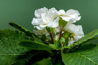 Dalgalı taç yaprakları ve yeşil yapraklarla kaplı, yeşil arkaplan üzerine kurulmuş beyaz primula çiçeklerinin yakın çekimi