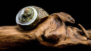 Polished GREEN JADE Banded Turbo Hermit CRAB Sea Shell  displayed on driftwood against a black background clipart