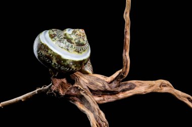 CREEN GREEN Yeşim Bantlı Turbo Keşiş CRAB Deniz Kabuğu Siyah bir arkaplana karşı sürüklenen dallar üzerinde sergilenir