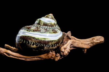 CREEN GREEN Yeşim Bantlı Turbo Keşiş CRAB Deniz Kabuğu Siyah bir arkaplana karşı sürüklenen dallar üzerinde sergilenir