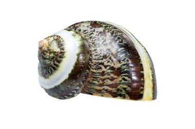 CREEN Yeşim Bantlı Turbo Keşiş CRAB Deniz Kabuğu beyaz arka planda izole edilmiş, karmaşık dokular ve desenler sergiliyor