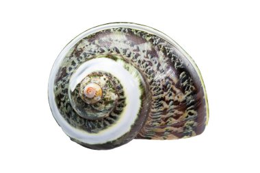 CREEN Yeşim Bantlı Turbo Keşiş CRAB Deniz Kabuğu beyaz arka planda izole edilmiş, karmaşık dokular ve desenler sergiliyor