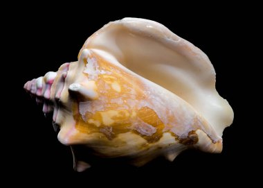 Bursa bufonia deniz kabuğunun yakın çekimi, aynı zamanda Kurbağa Bursa olarak da bilinir, dikenli sırtlarını ve dokulu yüzeyini gösterir. Bej ve pembe renkler, siyah arkaplanda keskin bir kontrasttır. 