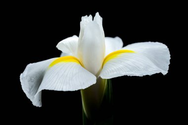 Beyaz bir iris olan Hollandica Alaska çiçeğine yakın plan, sarı aksanlı, su damlacıklarıyla kaplı, siyah arka planda. Narin taç yaprakları ve nem taze ve zarif bir görünüm yaratır.