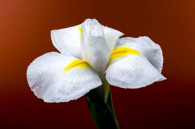 Beyaz bir Hollandica Alaska iris çiçeğinin yakın plan resmi, sarı aksanlı, su damlacıklarıyla kaplı, kırmızı arka planda. Narin taç yaprakları ve nem taze ve zarif bir görünüm yaratır.
