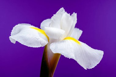Beyaz bir Hollandica Alaska iris çiçeğinin yakın plan resmi, sarı aksanlı, su damlacıklarıyla kaplı, mor arka planda. Narin taç yaprakları ve nem taze ve zarif bir görünüm yaratır.