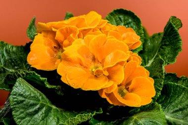 Turuncu renkli, yeşil yapraklı, kahverengi arkaplanlı, turuncu primula çiçeklerine yakın plan.