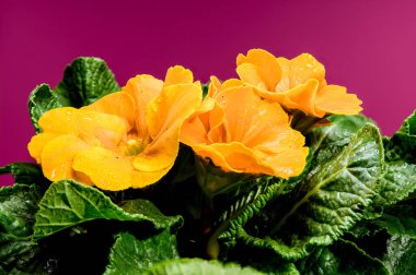 Turuncu ve yeşil yapraklı turuncu primula çiçekleri yakın plan, kırmızı arka planda.