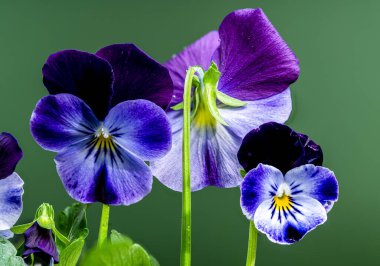 Yapraklarında su damlacıkları olan canlı mor ve mavi nonoş çiçeklerinin yakın çekimi yeşil bir arkaplanda. Yaprakların hassas dokusu ve karmaşık ayrıntıları vurgulanıyor.