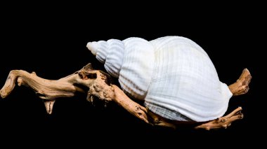 Beyaz bir Buccinum undatum deniz kabuğu siyah arka planda desenli bir tahta parçasının üzerinde duruyor. Kabuk spiral formu ve kabuklu yüzey kontrastı tahtanın kaba dokusu ile