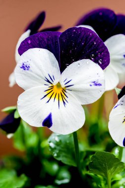 Yumuşak kahverengi bir arka plan üzerine kurulu, karmaşık taç yapraklı narin beyaz ve mor nonoş çiçekleri yakın plan