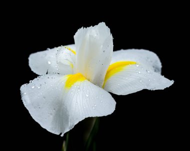 Beyaz bir iris olan Hollandica Alaska çiçeğine yakın plan, sarı aksanlı, su damlacıklarıyla kaplı, siyah arka planda. Narin taç yaprakları ve nem taze ve zarif bir görünüm yaratır.