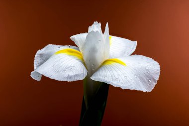 Beyaz bir Hollandica Alaska iris çiçeğinin yakın plan resmi, sarı aksanlı, su damlacıklarıyla kaplı, kırmızı arka planda. Narin taç yaprakları ve nem taze ve zarif bir görünüm yaratır.