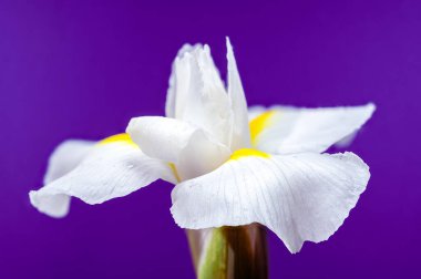 Beyaz bir Hollandica Alaska iris çiçeğinin yakın plan resmi, sarı aksanlı, su damlacıklarıyla kaplı, mor arka planda. Narin taç yaprakları ve nem taze ve zarif bir görünüm yaratır.