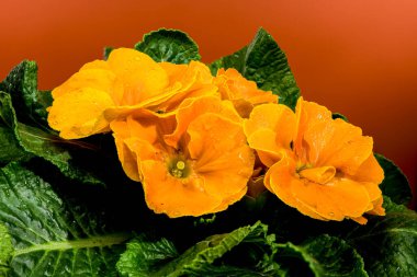 Turuncu renkli, yeşil yapraklı, kahverengi arkaplanlı, turuncu primula çiçeklerine yakın plan.