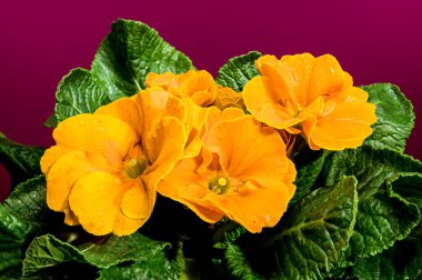 Turuncu ve yeşil yapraklı turuncu primula çiçekleri yakın plan, kırmızı arka planda.