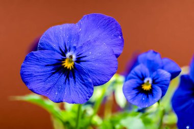 A close-up of delicate purple pansy flowers with intricate petal patterns, set against a soft brown background