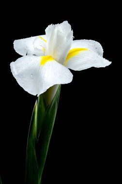 Beyaz bir iris olan Hollandica Alaska çiçeğine yakın plan, sarı aksanlı, su damlacıklarıyla kaplı, siyah arka planda. Narin taç yaprakları ve nem taze ve zarif bir görünüm yaratır.