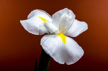 Beyaz bir Hollandica Alaska iris çiçeğinin yakın plan resmi, sarı aksanlı, su damlacıklarıyla kaplı, kırmızı arka planda. Narin taç yaprakları ve nem taze ve zarif bir görünüm yaratır.