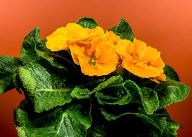 Turuncu renkli, yeşil yapraklı, kahverengi arkaplanlı, turuncu primula çiçeklerine yakın plan.