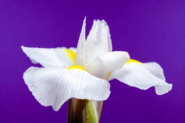 Beyaz bir Hollandica Alaska iris çiçeğinin yakın plan resmi, sarı aksanlı, su damlacıklarıyla kaplı, mor arka planda. Narin taç yaprakları ve nem taze ve zarif bir görünüm yaratır.