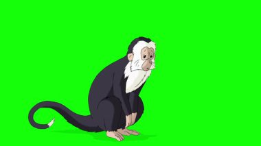 Çizgi film stili siyah beyaz maymun. El yapımı 2D animasyon HD görüntüler yeşil ekranda izole edildi. Video düzenleme veya vahşi yaşam projeleri için dikey görüntüler