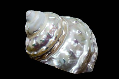 Siyah arka planda izole edilmiş, yanardöner bir yüzeyi olan Pearlize Dalgalı Türbanlı Astraea Astraea türbanicum 'a yakın plan.. 