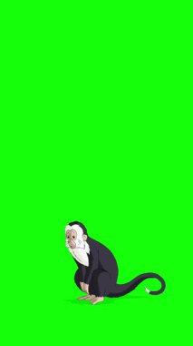 Çizgi film stili siyah beyaz maymun. El yapımı 2D animasyon 4K görüntü yeşil ekranda izole edildi. Video düzenleme veya vahşi yaşam projeleri için dikey görüntüler